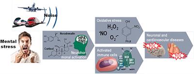 Cardiovascular consequences of aircraft noise exposure